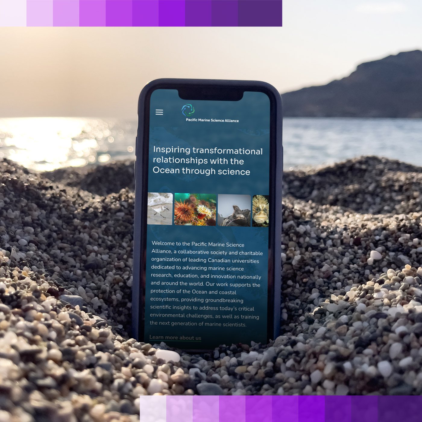 An iPhone showing the PMSA homepage on a sunny beach.